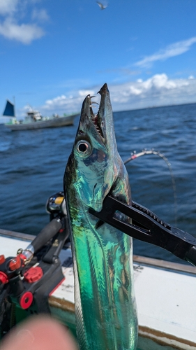 タチウオの釣果