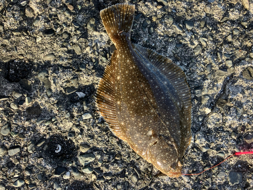 カレイの釣果