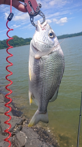 キビレの釣果