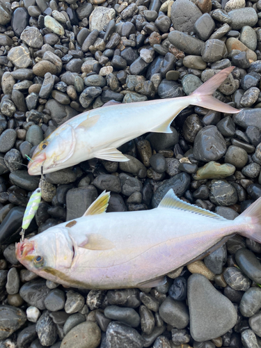 ショゴの釣果