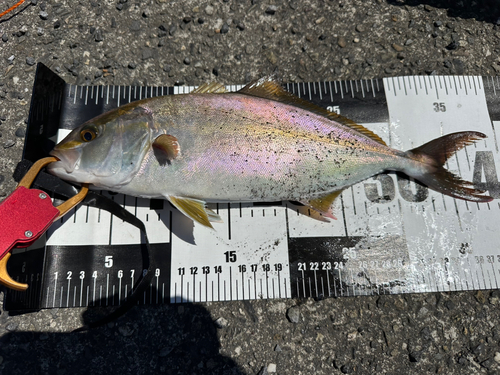 ショゴの釣果