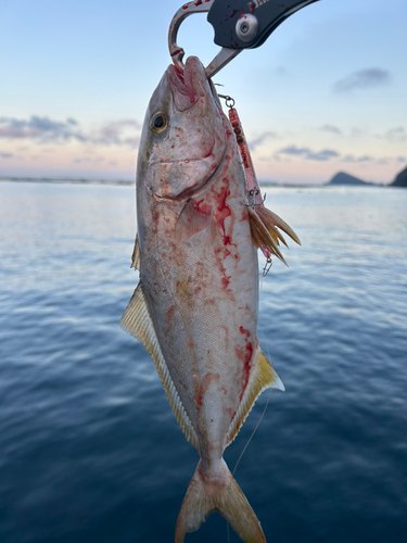 シオの釣果