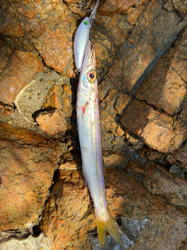 カマスの釣果