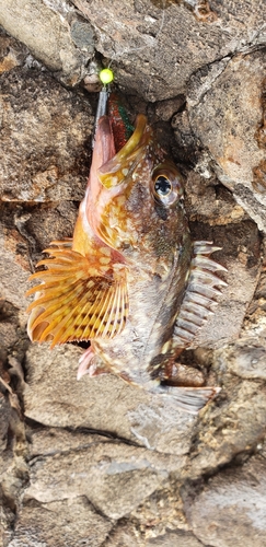 カサゴの釣果