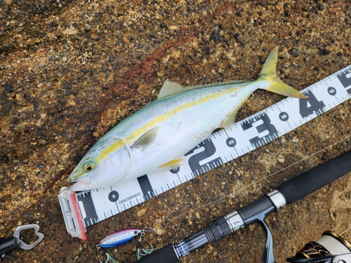 イナダの釣果