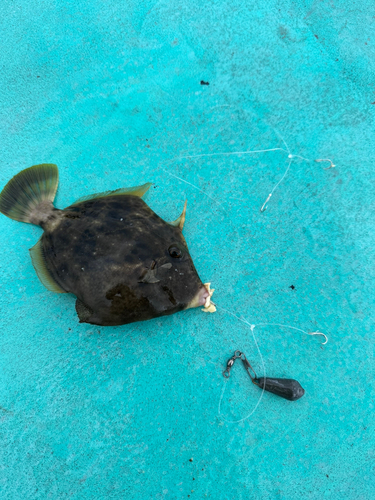 カワハギの釣果