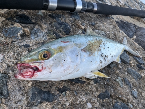 ツバスの釣果