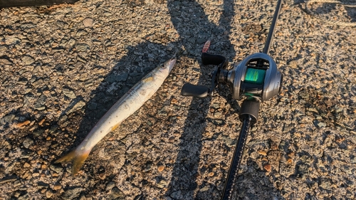 カマスの釣果