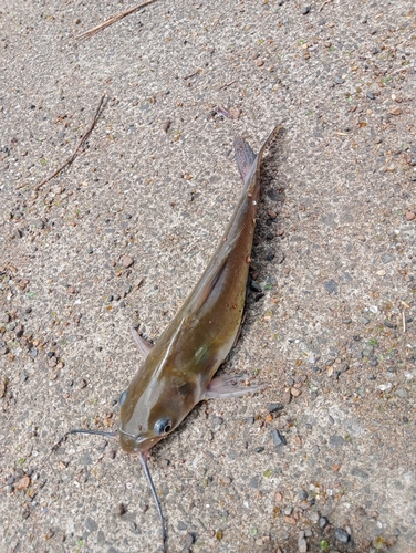 アメリカナマズの釣果