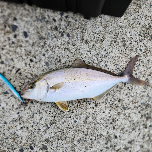 ショゴの釣果