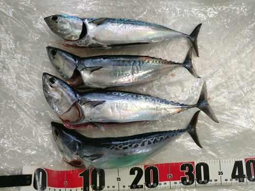 ソウダガツオの釣果