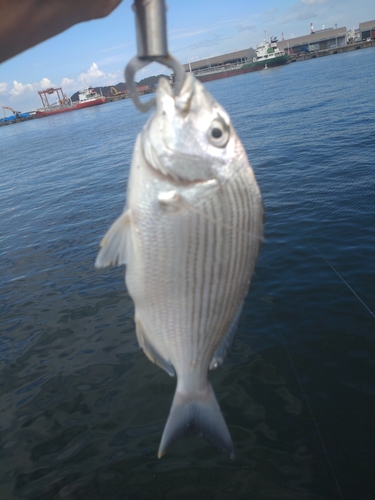 ヘダイの釣果