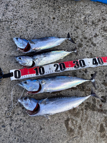 ソウダガツオの釣果