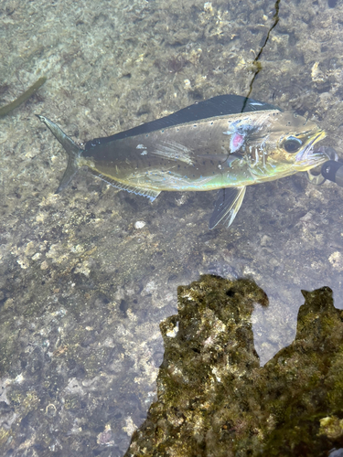 シイラの釣果