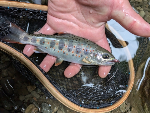 アマゴの釣果