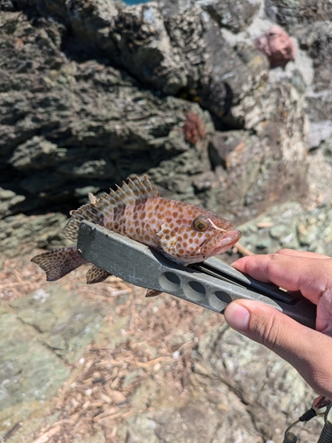 オオモンハタの釣果