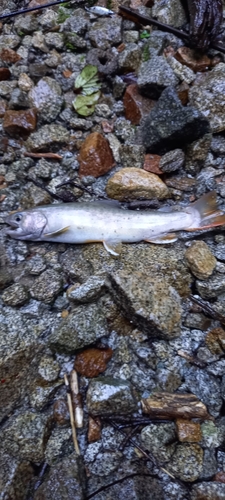 イワナの釣果