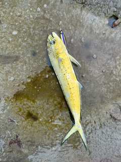 シイラの釣果