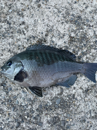 メジナの釣果