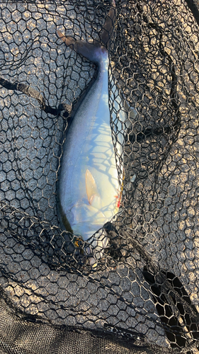 カンパチの釣果