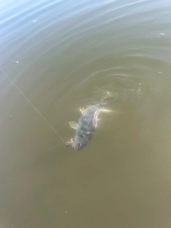 キビレの釣果