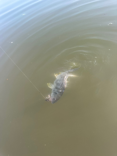 キビレの釣果