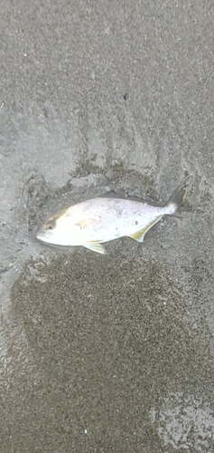 ショゴの釣果