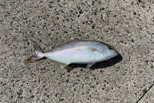 ショゴの釣果