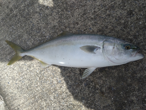 イナダの釣果