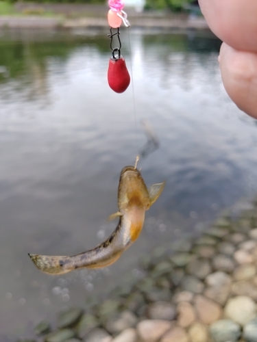 マハゼの釣果