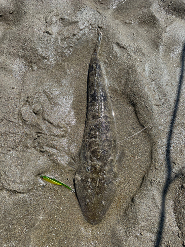 マゴチの釣果