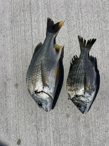 チヌの釣果