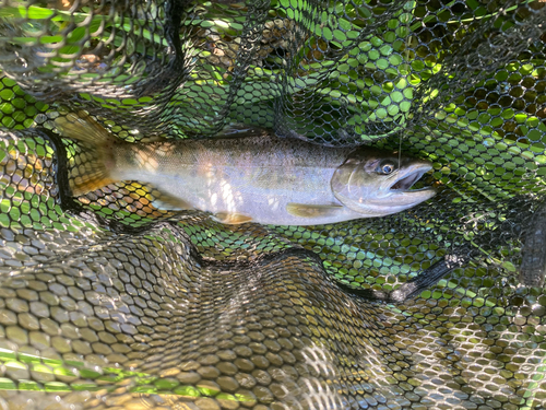 ヤマメの釣果