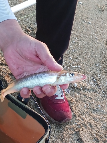 キスの釣果