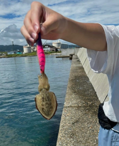 コウイカの釣果