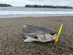 スズキの釣果