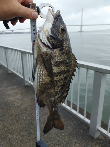 クロダイの釣果