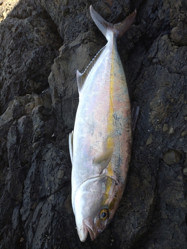 カンパチの釣果