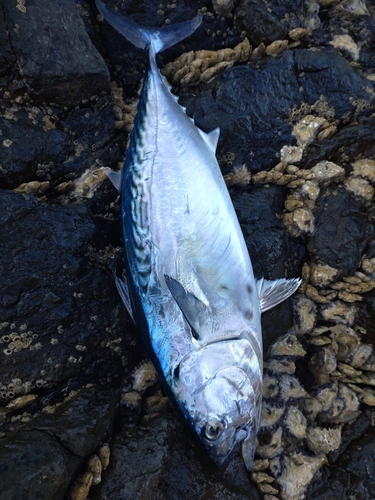 スマガツオの釣果