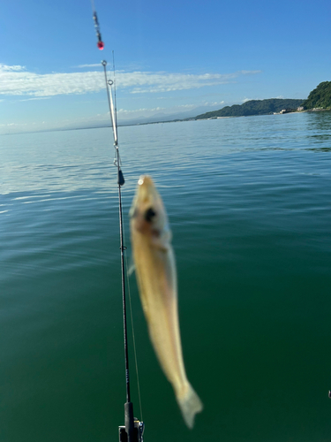 キスの釣果