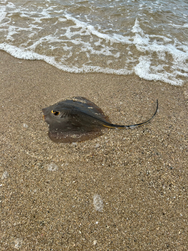 アカエイの釣果