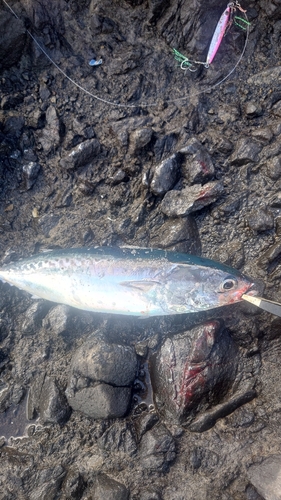 ソウダガツオの釣果