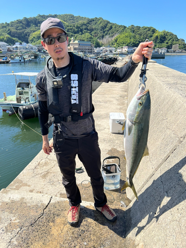 ブリの釣果