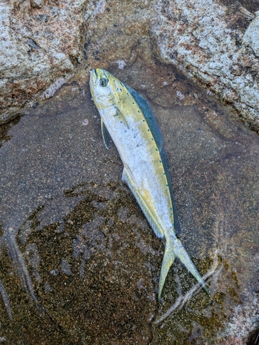 マヒマヒの釣果