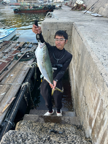 ブリの釣果