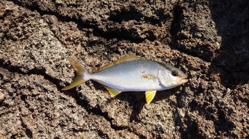 アカビラの釣果