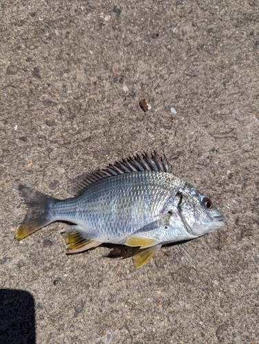 キチヌの釣果