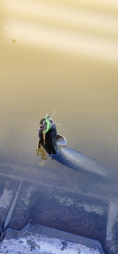 ナマズの釣果