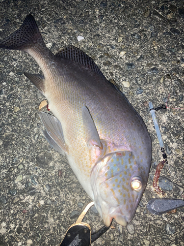 コロダイの釣果