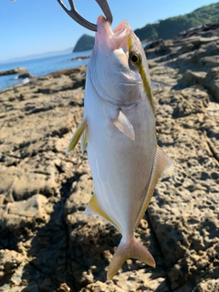 ネリゴの釣果